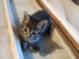 Disponible à l'adoption : chaton femelle tigré gris