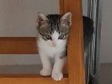 En attente d'adoption : chatonne de 3 mois