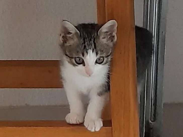 En attente d'adoption : chatonne de 3 mois