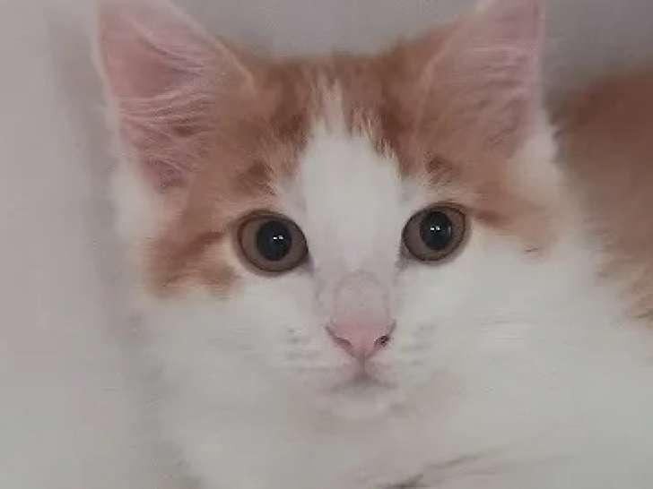 Prêt pour l'adoption : chaton mâle roux et blanc