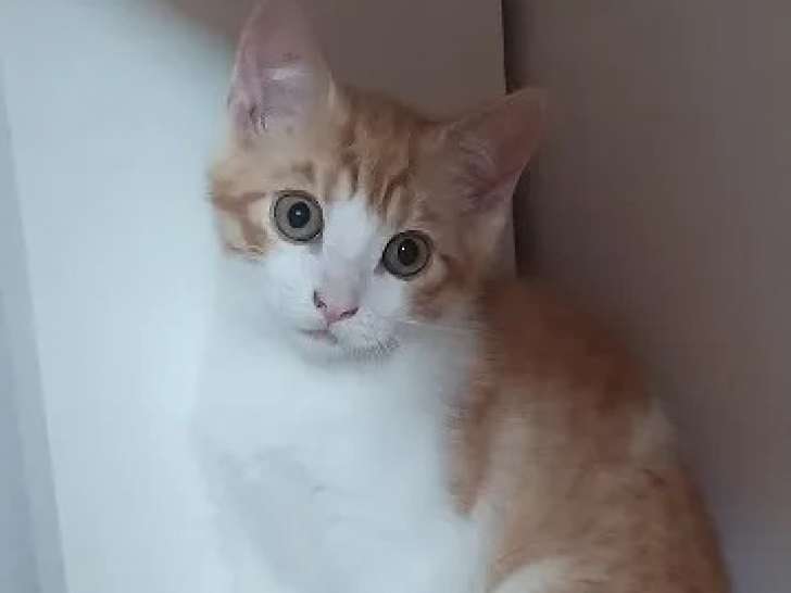 En attente d'un foyer : chaton mâle de 6 mois