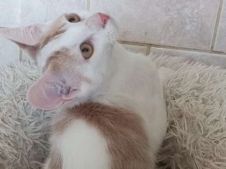 À accueillir : chaton mâle de 5 mois