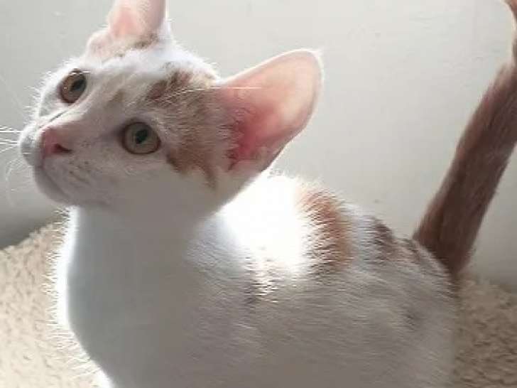 En quête d'un foyer : chaton mâle roux et blanc