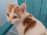 Adoption disponible : chaton mâle âgé de 5 mois
