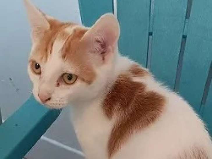 Adoption disponible : chaton mâle âgé de 5 mois