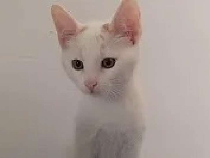 Chaton mâle de 7 mois à adopter
