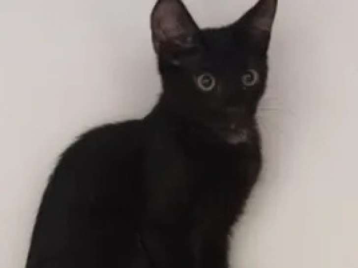 Chatonne de 8 mois disponible à l'adoption