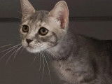Chaton femelle tigré gris et attente d'adoption