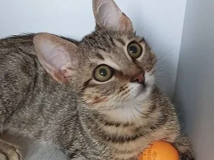 Chaton mâle tigré prêt pour l'adoption