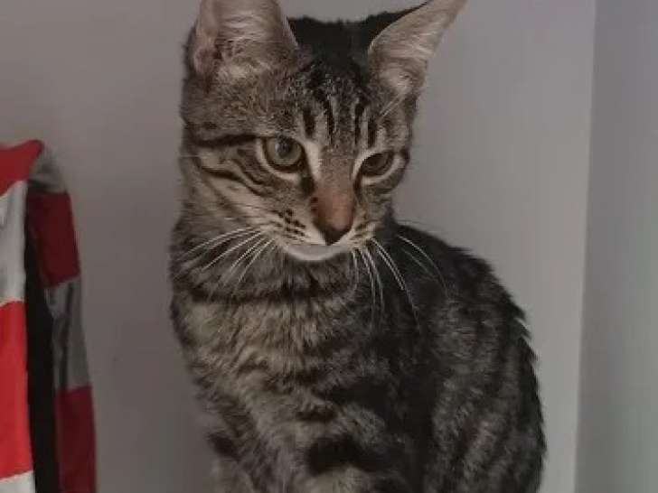 Chaton mâle tigré en attente d'un foyer