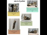 Chatons de 4 mois à la recherche d’un foyer