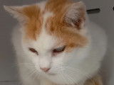 À adopter, chat roux et blanc