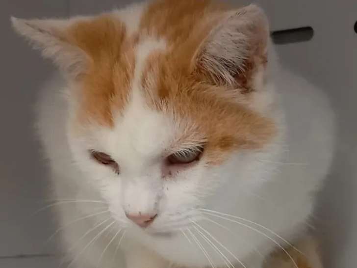 À adopter, chat roux et blanc