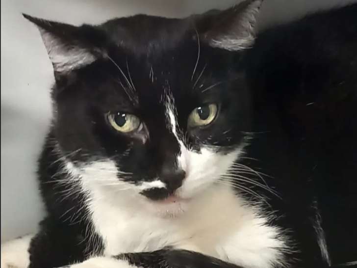 Disponible à l'adoption, chatte noire et blanche