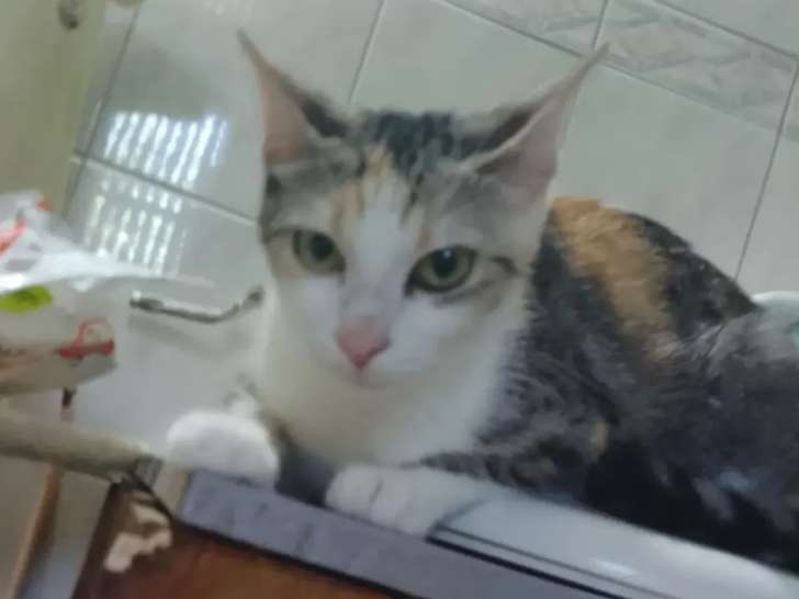 En attente d’adoption, chatte de 2 ans