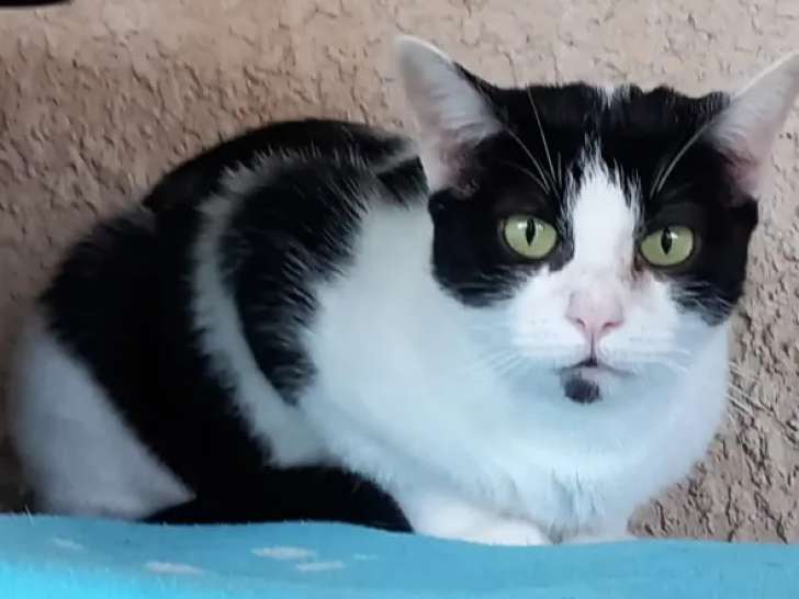 En attente d'une famille, chatte noire et blanche