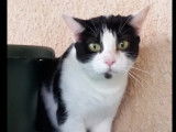 En attente d'une famille, chatte noire et blanche