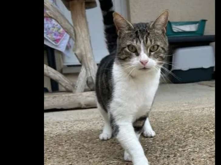 À accueillir, chat au pelage tigré blanc