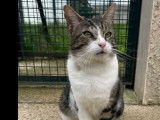À accueillir, chat au pelage tigré blanc