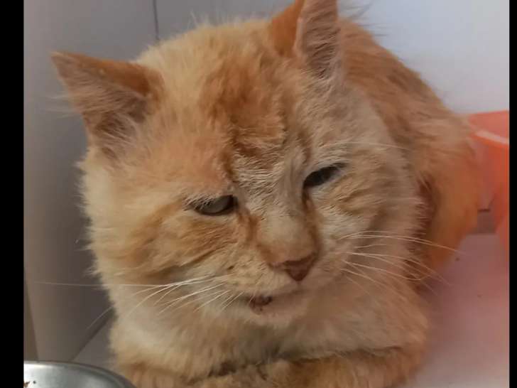 En quête d’un foyer, chat au pelage roux