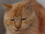 En quête d’un foyer, chat au pelage roux