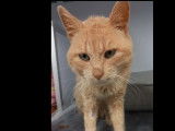Adoption disponible : chat âgé de 13 ans
