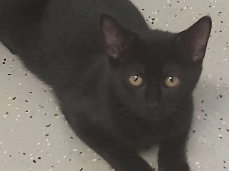 À la recherche d'un foyer, chatte d'un an