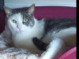 À adopter : chat gris et blanc