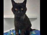 Disponible à l'adoption : chat adulte noir