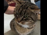 En attente d'adoption : chatte tigrée