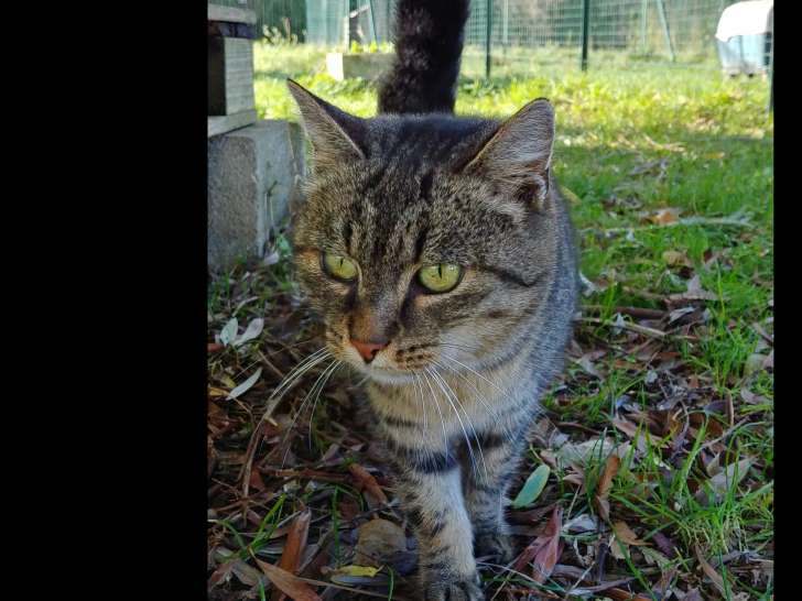 En attente d'adoption : chatte tigrée