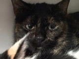 Prête pour l’adoption : chatte de 2 ans
