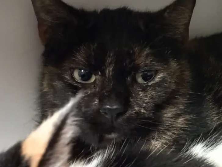 Prête pour l’adoption : chatte de 2 ans