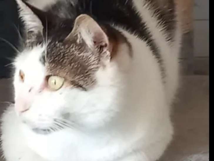 En attente d’un foyer : chat tigré blanc