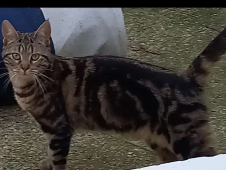 À accueillir : chatte d'un an