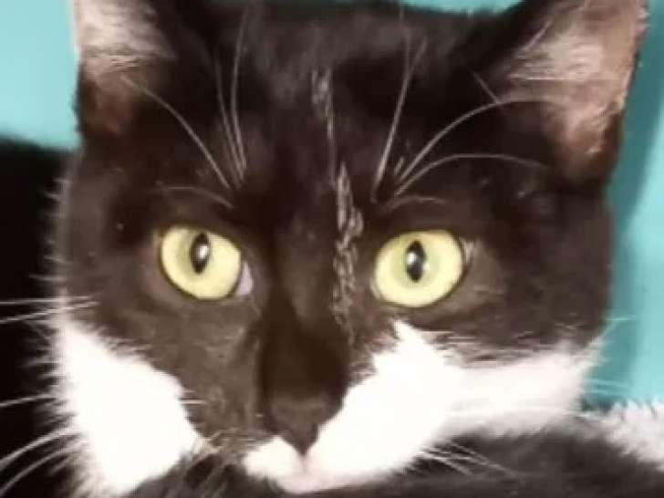 En quête d'une famille : chat noir et blanc