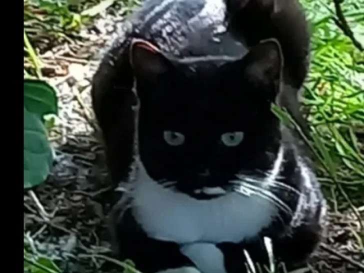 Adoption disponible : chatte de 4 ans