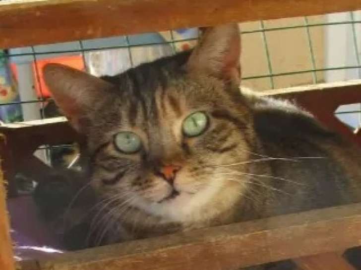 À la recherche d'un foyer : chatte de 10 ans