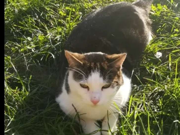 Chat tigré blanc à adopter