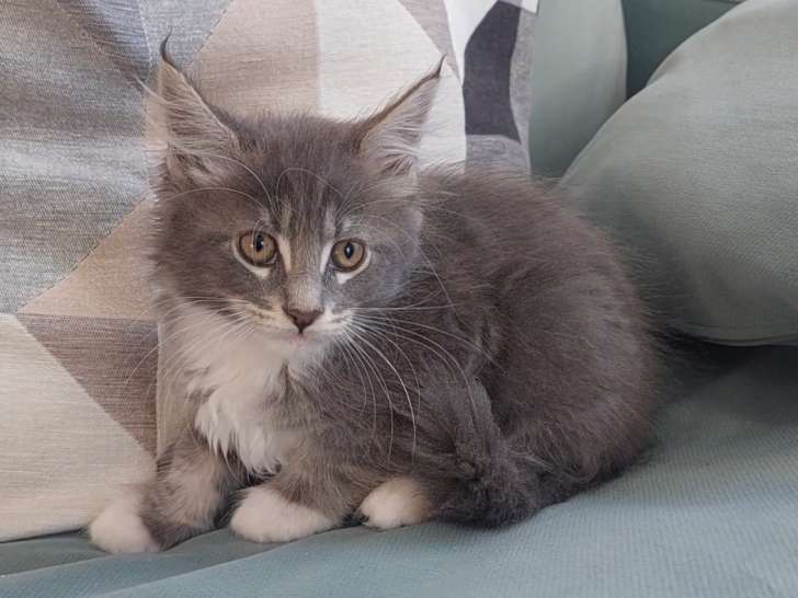 Chaton mâle Maine Coon LOOF à vendre