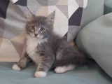 Chaton mâle Maine Coon LOOF à vendre