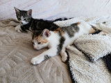 Adorables chatons à donner