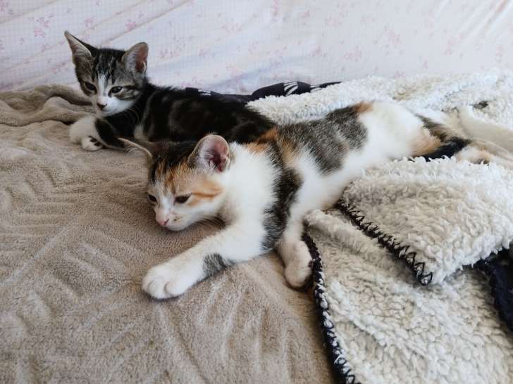 Adorables chatons à donner