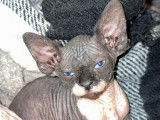 Chatons Sphynx disponibles