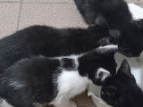 Chatons à donner