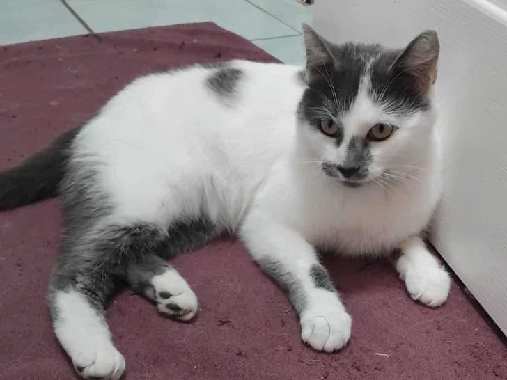 Wendy, chatte blanc et gris à adopter en association