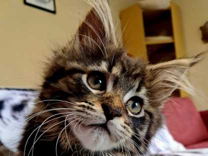 Chatons Maine Coon LOOF disponibles