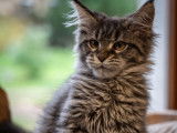 Chatons Maine Coon LOOF disponibles
