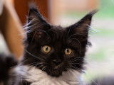 Chatons Maine Coon LOOF disponibles