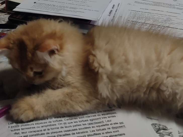 Chatonne British Longhair à vendre